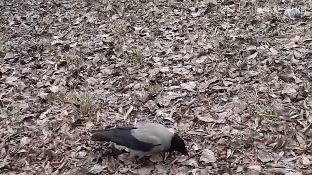 Ворона  Умная и хитрая птица   Главная бандитка и санитар всех городов  Интересные факты про ворон