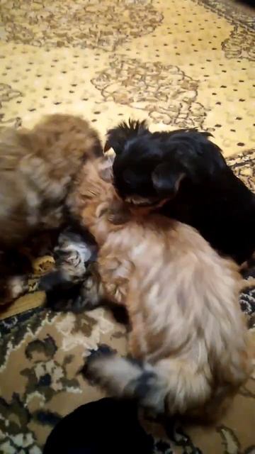 Šicu ideāla suņu šķirne смотреть онлайн