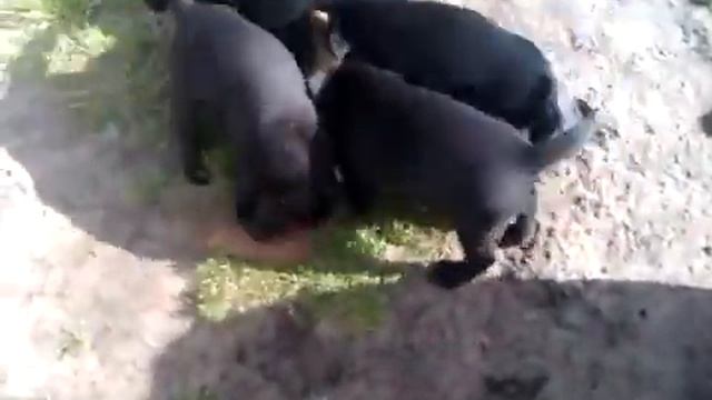 Сумашедшие щенки и кот  Приколы смотреть онлайн