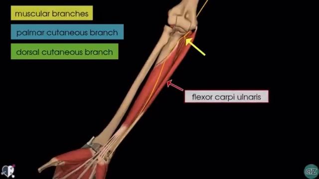 Локтевой нерв | 3D Анатомия 💪🏻 смотреть онлайн