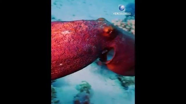 This octopus can change its color octopus cyanea