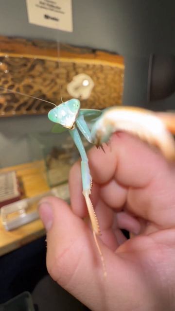 Frank The Hugging Mantis смотреть онлайн