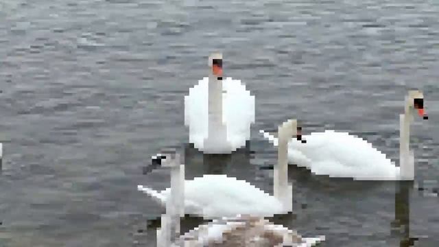 Лебеди смотреть онлайн