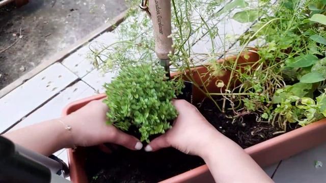 Potting up new herbs ~ Chocolate Mint & Thyme ~ Herb Garden смотреть онлайн
