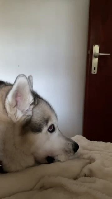 В жаркую погоду, и плохой хозяин собаку на улицу не поведет🥵 #хаски #юмор #смешныевидео#камедиклаб смотреть онлайн