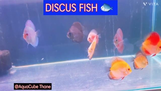 Discus Fish 🐟 Cichlid Fish Family @aquastoreindia @rajmessi556 #viral #subscribe #shorts смотреть онлайн
