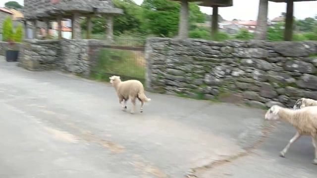 The Way of Santiago - Galicia village смотреть онлайн