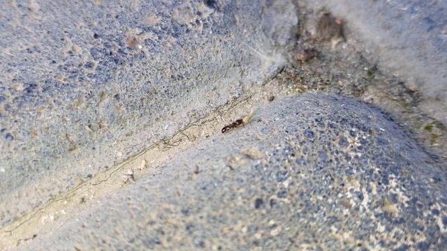 Уборка в тепличном бассеине. Родостомус молчит, двух часовое отключение света смотреть онлайн