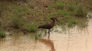 Hamerkop Does Not Eat Mating Frogs-1. Молотоглав не есть спаривающихся лягушек-1 (2527sp)