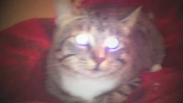 Кот - хищник смотреть онлайн