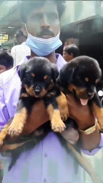 Cheapest pet market | chennai broadway |Sunday market | смотреть онлайн