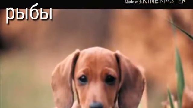 Гороскоп щенков смотреть онлайн