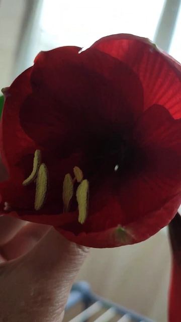 Гіпераструм зацвів! #україна2024 #shorts смотреть онлайн