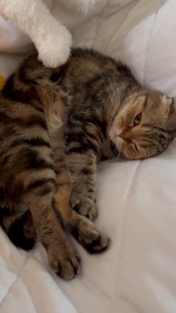 Милая шотландская вислоухая кошка 🐱
