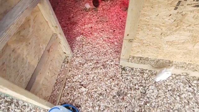 Yelton Farms chicken coop build from Amazon Week 4 смотреть онлайн