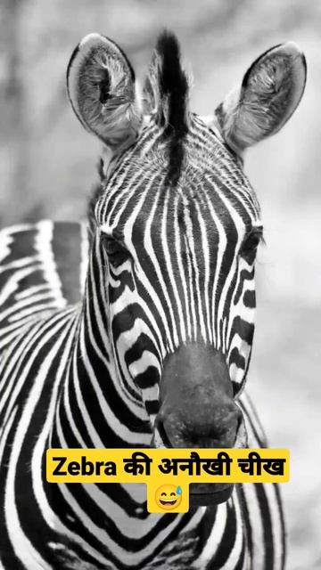 zebra scream kyo krrha hai guys??? смотреть онлайн