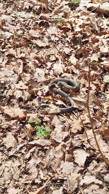 Неядовитые 🐍 #Змеи 🇺🇦 Украины - Обыкновенный #Уж. Но может укусить больно. #Животные в лесу Весной. смотреть онлайн