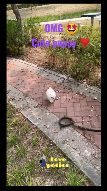 CARELESS owner forgot her puppy😢😭😰😱😤😡 Poor puppy 😨😭 #shorts #trendingshorts #trending #puppylove смотреть онлайн