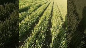 Выращивание озимого ячменя. No-till. 22.04.2018. Нажил  себе  проблему( исправленное)))  )