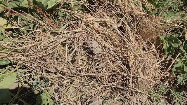 Наши вкусные дыни и арбузы. Урожай 2023 смотреть онлайн