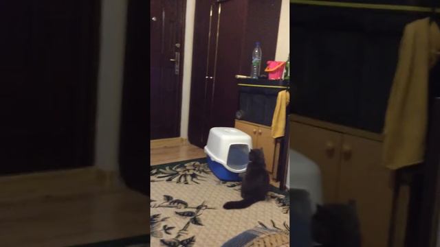 Моя кошка и ее новый горшок :) смотреть онлайн