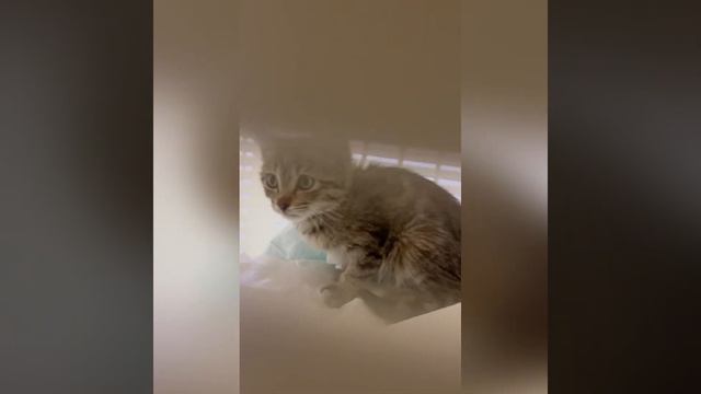 What is in the box? #kitty #cat #kitten #dog #pet #shorts #shortfeed #youtubefeeds #youtubeshort смотреть онлайн