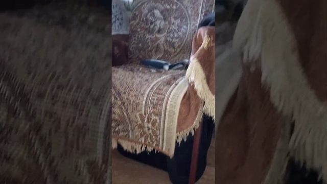 Шотландский котёнок на рыбалке смотреть онлайн