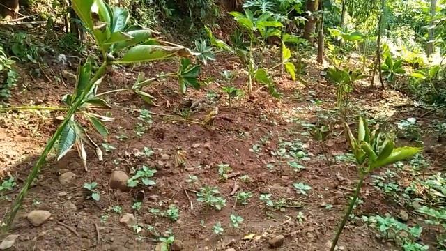 #Porang bibit umbi lebih cepat durman di banding dari bibit katak... смотреть онлайн