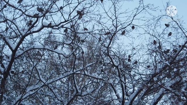 Птицы, значит весна пришла смотреть онлайн