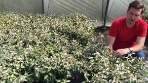 Elaeagnus ebbingei 'Limelight' -Tarkalevelű ezüstfa