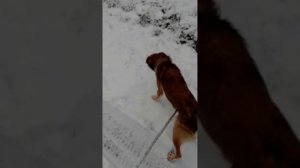 Гуляем всем семеиством