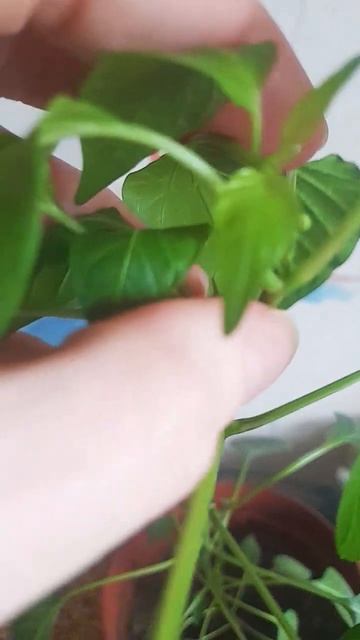 жгучий ♨ перец😡🌶️🌶️🌶️растим в горшке на подоконнике! #посадка семян#первый цвет в марте!#Арбуздыня# смотреть онлайн