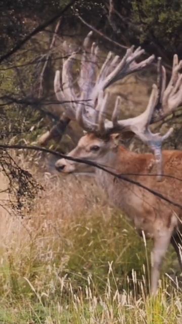 deer 🦌 #elegant #hugest# horned#horns смотреть онлайн