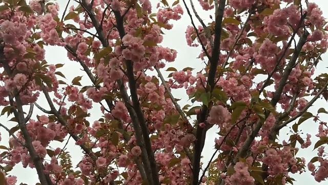Sakura/Сакура/Cherry Blossom смотреть онлайн