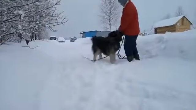 Будулай вчера на прогулке смотреть онлайн