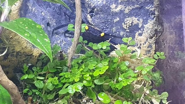 Палюдариум для крабов вампиров номер 2