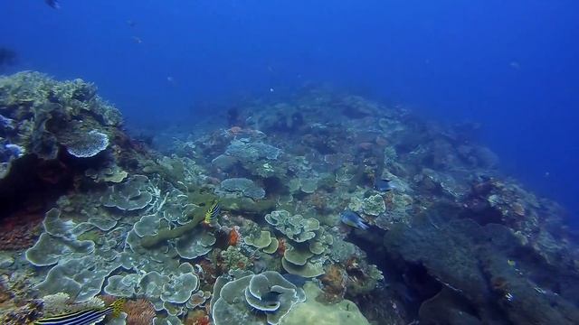 The Best reef in Bali no one wants to show you. Alam Anda Reef смотреть онлайн