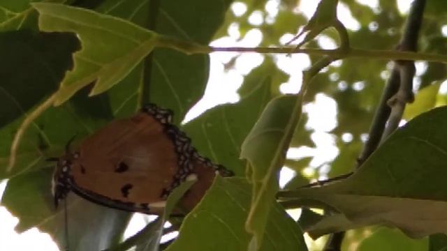 Hypolimnas misippus, the Danaid eggfly - Female смотреть онлайн