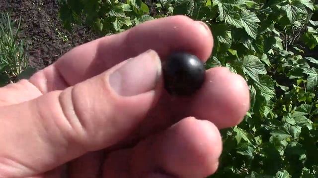 7.06.20г.состояние смородиньі селечанская2 и услада.