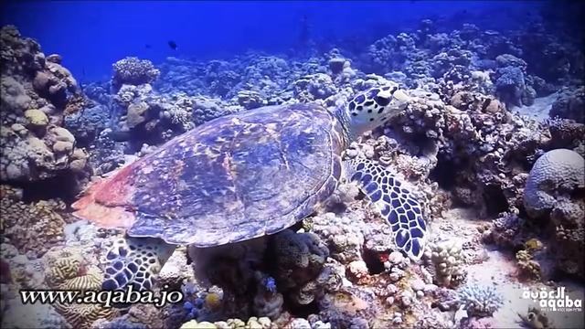 Aqaba Red Sea - King Abdullah Reef смотреть онлайн