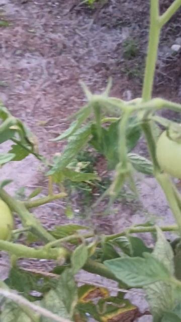 another great day picking free food from our garden