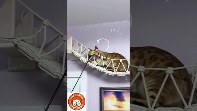 Котодром для котиков от "Мы Бобры"