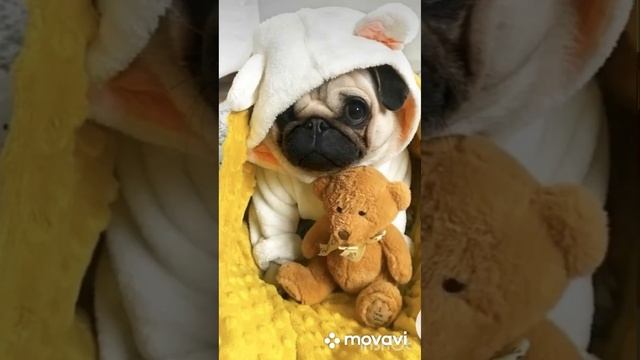 Топ 5 семейных собак для квартиры 🏠☺️🐶