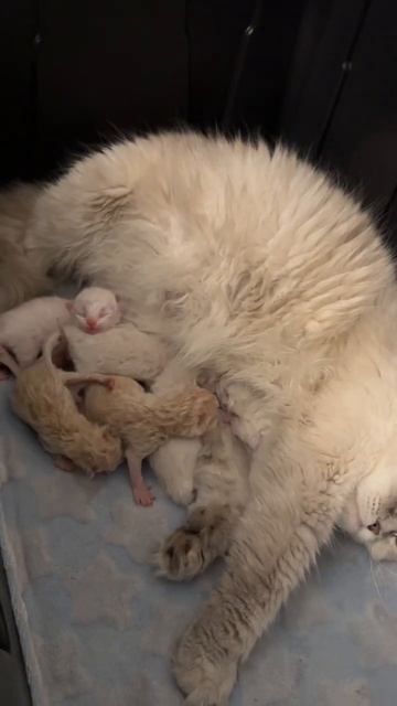 Хорошенькие котята все в маму ни один на папу не похож. котята кот кошка киски