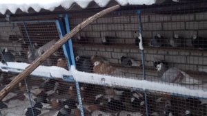 Пермские белоголовые