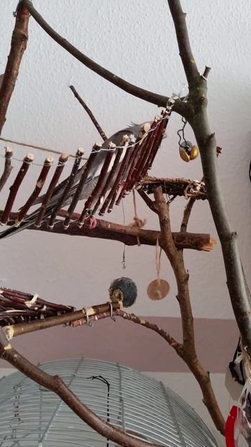 Смешно...Попугай Корелла Масяня говорит :Как дела?.. смотреть онлайн