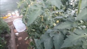 Томаты в теплице выросли до потолка, что делать.