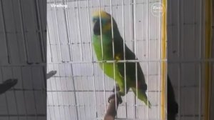 поющие попугаи