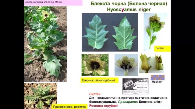 Пасленовые