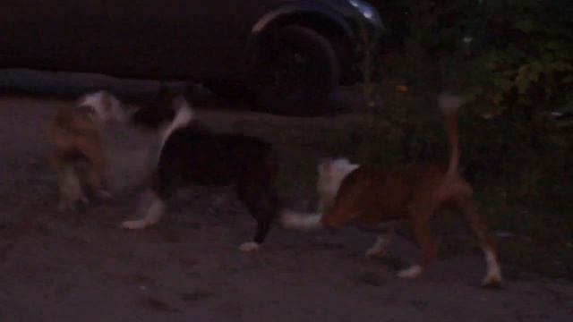 детки амстаффики продажа смотреть онлайн